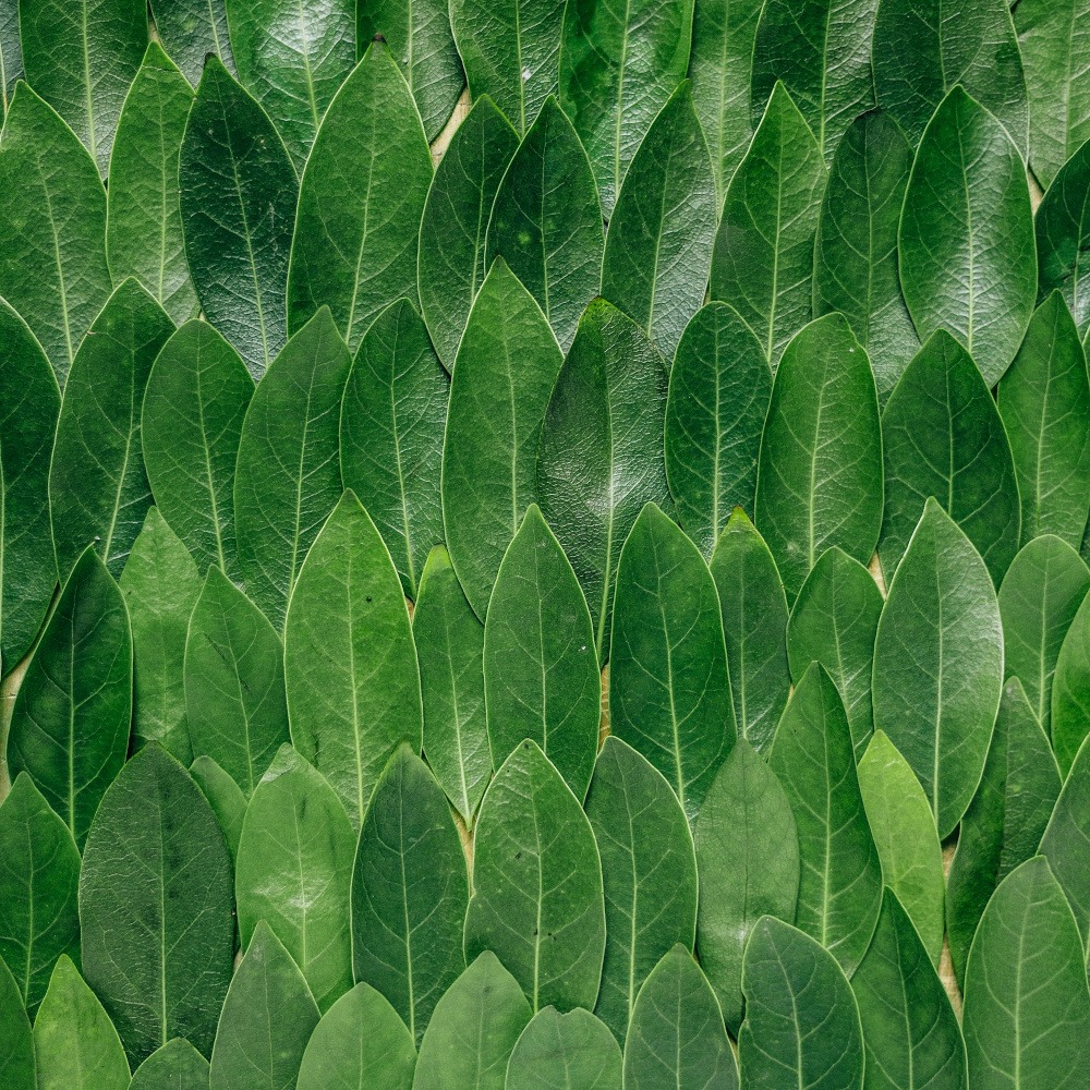 A photograph of a series of deep green leaves, arranged so that they are overlapping, and oriented the same direction, like feathers.